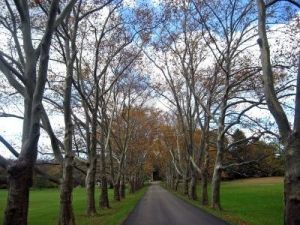 Driveways and entrances - www.myLusciousLife.com - grand-tree-lined-driveway-in-the-mid-autumn.jpg